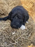 Yellow, a female Pyredoodle for sale in Wellington, CO – Photo 1 of 3