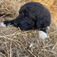 Yellow, a female Pyredoodle for sale in Wellington, CO – Photo 7 of 8