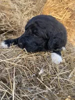 Yellow, a female Pyredoodle for sale in Wellington, CO – Photo 2 of 3