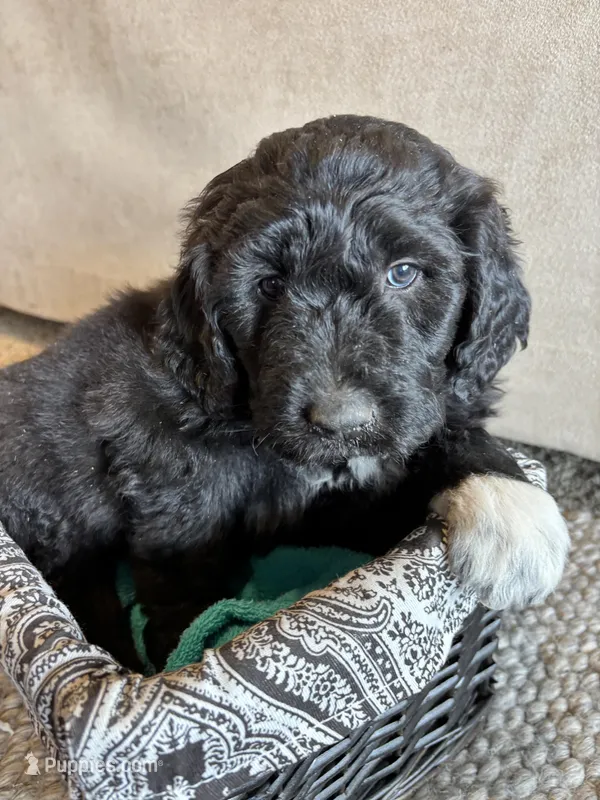 Yellow – Pyredoodle puppy for sale in Wellington, CO