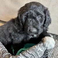 Yellow, a female Pyredoodle for sale in Wellington, CO – Photo 1 of 8
