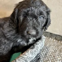 Yellow, a female Pyredoodle for sale in Wellington, CO – Photo 4 of 8