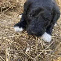 Yellow, a female Pyredoodle for sale in Wellington, CO – Photo 6 of 8