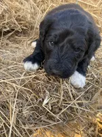 Yellow, a female Pyredoodle for sale in Wellington, CO – Photo 3 of 3