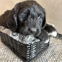 Yellow, a female Pyredoodle for sale in Wellington, CO – Photo 3 of 8