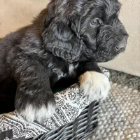Yellow, a female Pyredoodle for sale in Wellington, CO – Photo 5 of 8