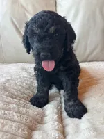 Red, a male Goldendoodle for sale in Wellington, CO – 5 of 9