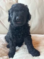 Pink, a female Goldendoodle for sale in Wellington, CO – 4 of 5