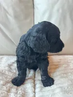 Blue, a male Goldendoodle for sale in Wellington, CO – 4 of 4
