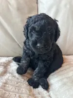 Orange, a male Goldendoodle for sale in Wellington, CO – 4 of 6