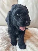 Brown, a male Goldendoodle for sale in Wellington, CO – 6 of 6