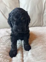 Red, a male Goldendoodle for sale in Wellington, CO – 7 of 9