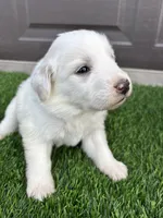 Teal, a female Great Pyrenees for sale in Wellington, CO – Photo 2 of 3
