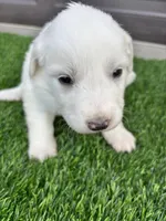 Teal, a female Great Pyrenees for sale in Wellington, CO – Photo 3 of 3