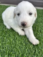 Teal, a female Great Pyrenees for sale in Wellington, CO – Photo 1 of 3