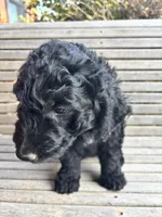 Brown, a male Goldendoodle for sale in Wellington, CO – 9 of 10