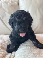 Red, a male Goldendoodle for sale in Wellington, CO – 2 of 9