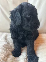 Green, a male Goldendoodle for sale in Wellington, CO – 3 of 10