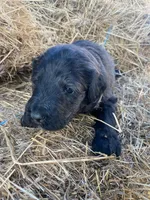 Tan, a female Pyredoodle for sale in Wellington, CO – Photo 3 of 4