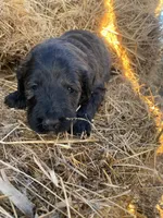 Tan, a female Pyredoodle for sale in Wellington, CO – Photo 1 of 4