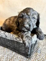 Light Yellow, a female Pyredoodle for sale in Wellington, CO – Photo 2 of 10