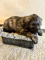 Light Yellow, a female Pyredoodle for sale in Wellington, CO – Photo 6 of 10