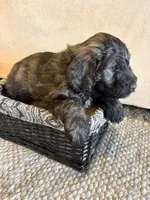 Light Yellow, a female Pyredoodle for sale in Wellington, CO – Photo 5 of 10