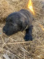 Tan, a female Pyredoodle for sale in Wellington, CO – Photo 4 of 4