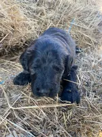 Tan, a female Pyredoodle for sale in Wellington, CO – Photo 2 of 4
