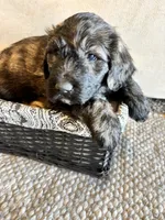 Light Yellow, a female Pyredoodle for sale in Wellington, CO – Photo 3 of 10