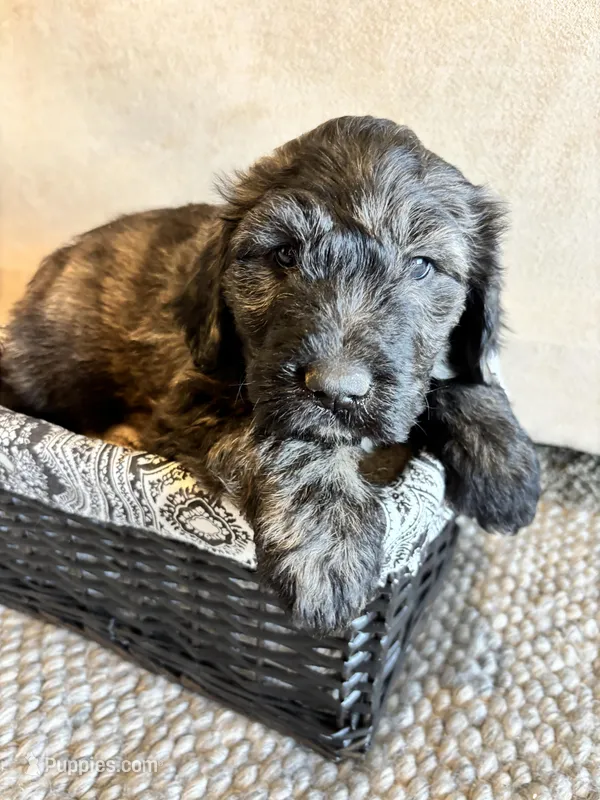 Light Yellow, a female Pyredoodle for sale in Wellington, CO – Photo 1 of 10