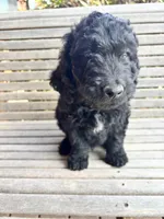 Brown, a male Goldendoodle for sale in Wellington, CO – 8 of 10