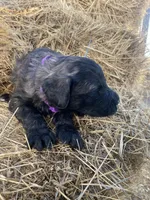 Purple, a female Pyredoodle for sale in Wellington, CO – Photo 3 of 4