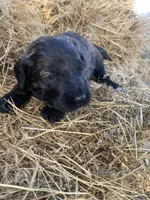 Purple, a female Pyredoodle for sale in Wellington, CO – Photo 1 of 4