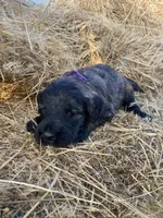 Purple, a female Pyredoodle for sale in Wellington, CO – Photo 2 of 4