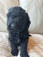 Brown, a male Goldendoodle for sale in Wellington, CO – 3 of 6