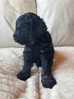 Red, a male Goldendoodle for sale in Wellington, CO – 4 of 9