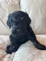 Red, a male Goldendoodle for sale in Wellington, CO – 9 of 9