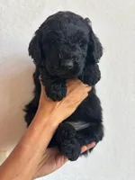 Pink, a female Goldendoodle for sale in Wellington, CO – 3 of 5