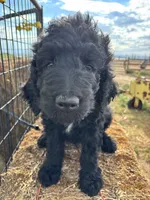 Brown, a male Goldendoodle for sale in Wellington, CO – 3 of 10