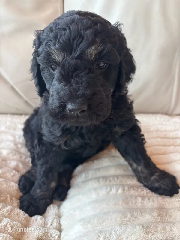 Red – Goldendoodle puppy for sale in Wellington, CO