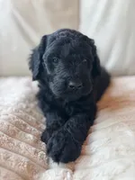 Green, a male Goldendoodle for sale in Wellington, CO – 2 of 10