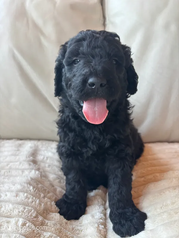 Green – Goldendoodle puppy for sale in Wellington, CO