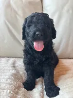 Green, a male Goldendoodle for sale in Wellington, CO – 1 of 10