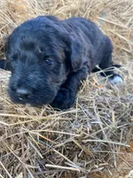 Light Pink, a female Pyredoodle for sale in Wellington, CO – Photo 1 of 6