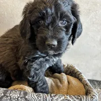 Light Pink, a female Pyredoodle for sale in Wellington, CO – Photo 2 of 8