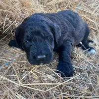 Light Pink, a female Pyredoodle for sale in Wellington, CO – Photo 6 of 8
