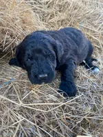 Light Pink, a female Pyredoodle for sale in Wellington, CO – Photo 4 of 6