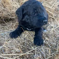 Light Pink, a female Pyredoodle for sale in Wellington, CO – Photo 8 of 8