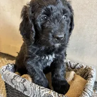 Light Pink, a female Pyredoodle for sale in Wellington, CO – Photo 3 of 8